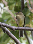 Acadian Flycatcher 8501